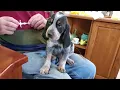 Precious BLUETICK COONHOUND PUPPY 756 - 5 67 KG