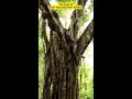 Download Lagu 🔴LIVE ULAR PITON SEDANG BERAKSI DI POHON BERINGIN TUA😱‼️