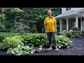 PETITTI How To Divide Hostas and Other Perennials