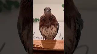                                                        دندنها