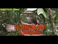 Download Lagu Mikat burung cucak jenggot gampang bangeet#hendriforexs