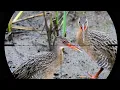 Download Lagu Jarak maksimal auto panen//berburu burung sintar menggunakan SLUG 13 GRAIN Diameter 4,5