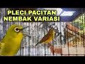 Download Lagu MASTERAN PLECI PACITAN NEMBAK VARIASI ZIPPER, WITWIT, KENARI, BREN CIBLEK