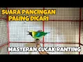 Download Lagu SUARA PANCINGAN CUCAK RANTING JANTAN || CUCAK RANTE GACOR Download Lagu SUARA PANCINGAN CUCAK RANTING JANTAN || CUCAK RANTE GACOR
