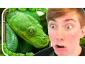 SNAKE SIMULATOR iPad Gameplay