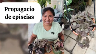 episcia plant propagation and some work gossip 