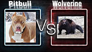 Pitbull vs wolverine Who will win Ending this debate