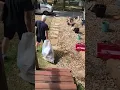 WORST USPS DRIVER I EVER HAD
