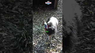 Hot Dang That S A BEEG BIRD 