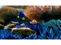 Lagu You've Found the Latest 'Finding Dory' Trailer