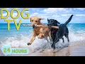 Lagu DOG TV: Videos Anti-Anxiety \u0026 Prevent Boredom for Dogs Home Alone - Best Soothing Music for Dogs