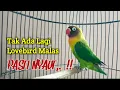 Lagu Dengan Pancingan Lovebird ini, Tak Ada Lagi Lovebird Malas Bunyi, PASTI NYAUT, Ngekek Panjang