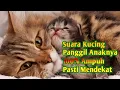Download Lagu Suara Pikat Kucing Auto Nyamperin _ Suara Kucing Memanggil Anaknya