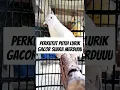 Perkutut putih lurik gacor #birds #perkutut #perkututlokal