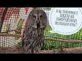 Download Lagu It's a languid hot evening, delivering food to owls, watching flowers in the garden