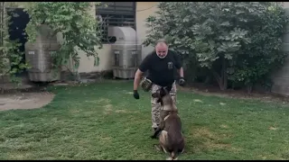 خالد k-9 تدريب بابلو قبل تدريب وبعد تدريب