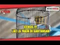 Download Lagu CENGO!!! LIHAT AKSI LOVE BIRD YAKIN DI GANTANGAN