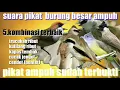 Download Lagu suara pikat burung besar trucukan ribut kombinasi kutilang ribut,kapas tembak,cucakjengot,cendet