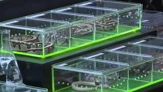 Herps exotic reptile and pet show returns to Robstown this weekend