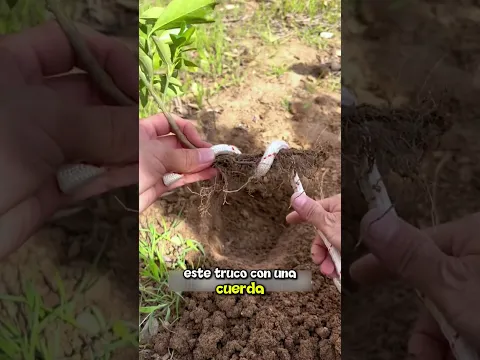 La tecnica perfecta para regar tus plantas 🌱💦