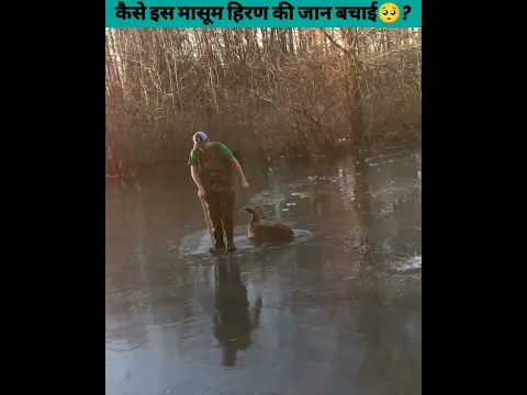 कैसे इस मासूम हिरण की जान बचाई🥺?