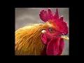 The Cool Science Behind Chicken Combs