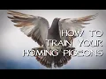 Download Lagu Homing Pigeons - Teach Your Birds Come Home!