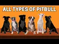 All Types of Pitbulls