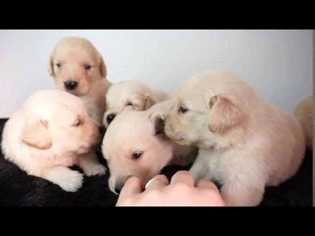 動画