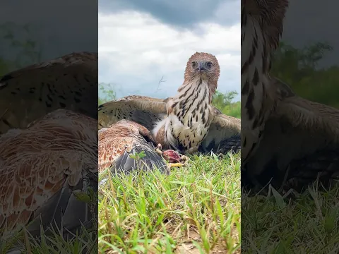 This Eagle Guards Its Catch With Wings Wide Open! 😱🦅🔥 #wildlife