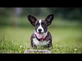 Cardigan Corgi Heat Cycles Breeding Everything You Need to Know