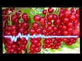 YAKTAK x KOLA - Порічка I Солодка порічка, що росте по річках