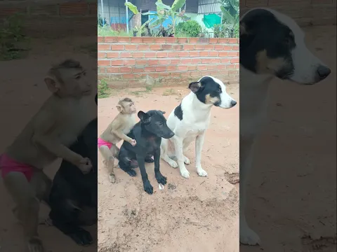 Good Video SokYaa,OG, Pao & Mom Are Famous Around The World #shorts
