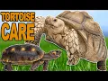 Tortoise Care 101 Everything You Want To Know