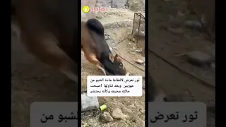 تاثير مادة الشبو على الحيوانات حاله لا تصدق لا حول ولا قوة الا بالله 