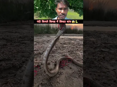 नदी किनारे कीचड़ में लिपटा मिला सांप 😱🐍 #snakevideo @sanjaysnake #shorts