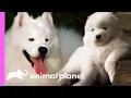 Fussy Samoyed Puppy Makes An Unlikely New Best Friend Too Cute