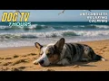 Download Lagu Relaxing Dog TV for Anxiety Relief 🐶 7-Hour Corgi Walk with Nature Sounds \u0026 Calming Piano 🐾  Dog TV
