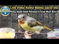 Download Lagu BURUNG KOLIBRI WULUNG BETINA GACOR UNTUK PANCINGAN KOWUL AGAR GACOR
