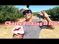 I picked the perfect cherries at Three nuns farm Brentwood CA and went on tractor ride