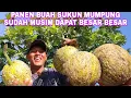 Download Lagu BORONG SATU POHON DAN KIRA\