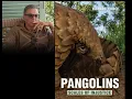 Download Lagu Mdu In Conversation with Richard Peirce about Pangolins   Scales Of Injustice