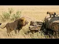Lagu Male Lion Spotted a Leopard Cub, Then the Leopard Mother Made a Split Second Decision