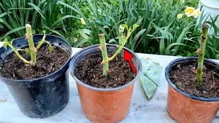 طريقة رائعة لتكثير الورد الجوري من الع قل نسبة نجاح 100 