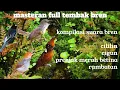 MASTERAN BREN RAPAT | masteran bren panjang