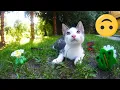 Download Lagu Cats 4k UHD 🐈 🐱 Mr. Sunny Face - Wayne Jones