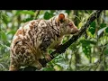 15 Bizarre Animals from Papua That Look Like They’re From Another World!