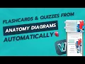 Flashcards and Quizzes from Anatomy Diagrams in seconds with automatic AI Image Occlusion