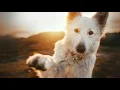 dog park background music no copyright