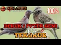 Download Lagu SUARA PIKAT BURUNG DERUK / PUTER GENI DAN TEKUKUR MENJADI SATU WAJIB DICOBA 100% AMPUH